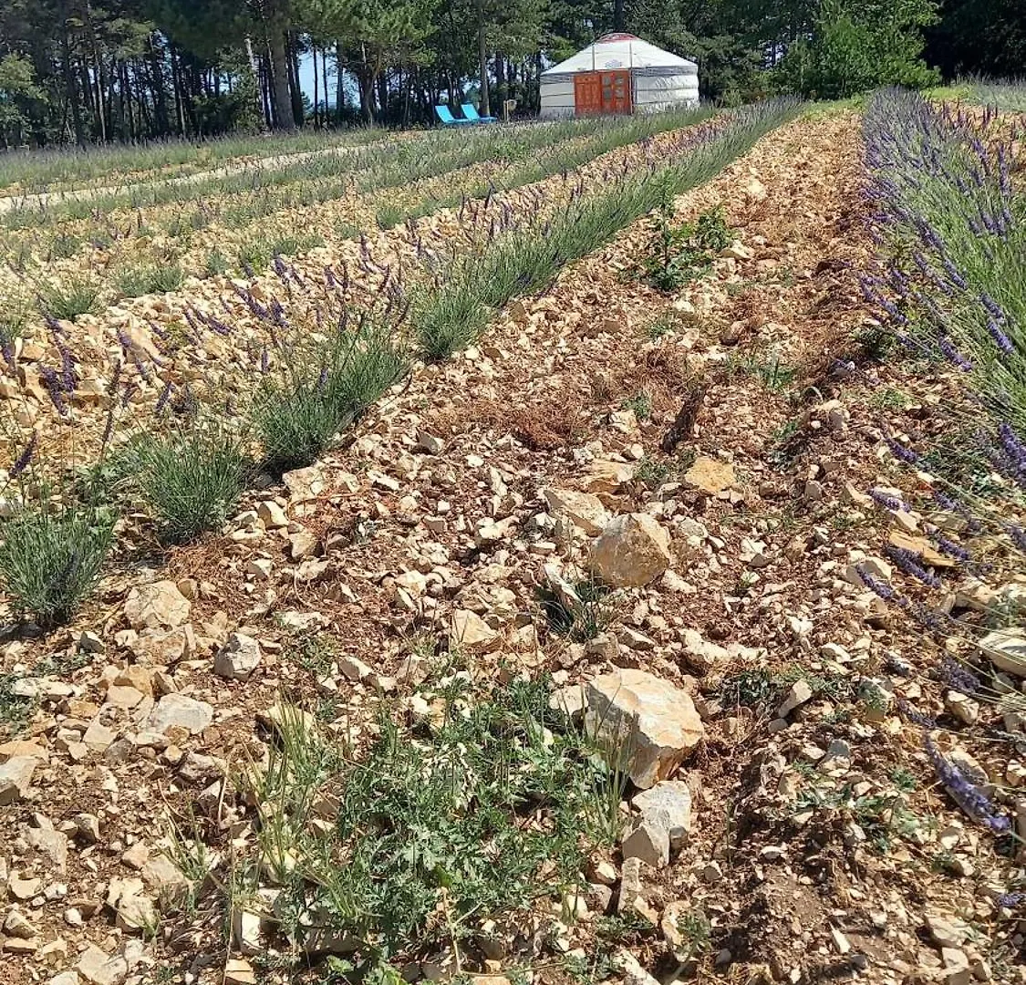 Gasthof A Ventoux Yourte Monieux Frankreich